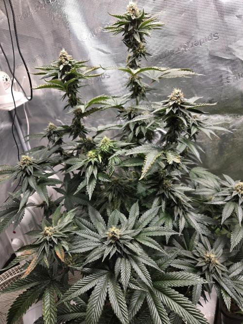 King Cartier. Week 17