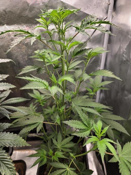 King Cartier clone. Week 8