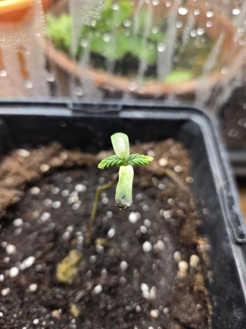 Auto Think Different. Week 0