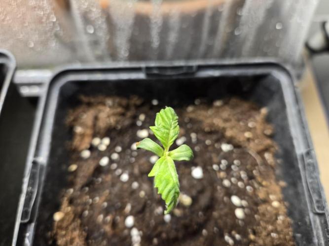 Auto Think Different. Week 0