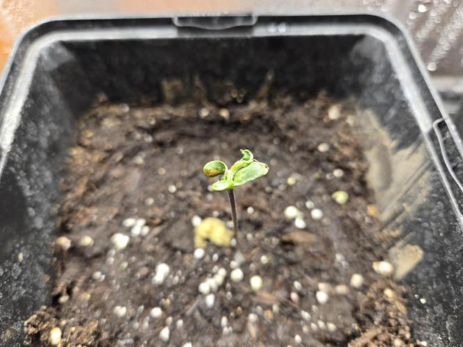 Auto Think Different. Week 0