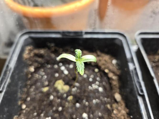 Auto Think Different. Week 0