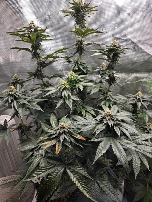 King Cartier. Week 17