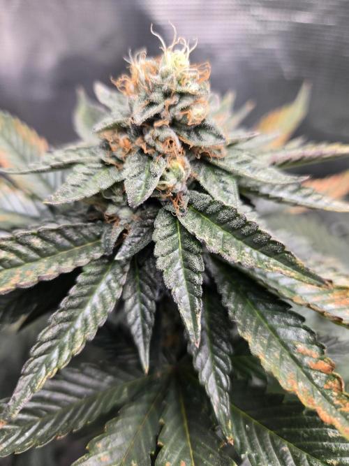 King Cartier. Week 17