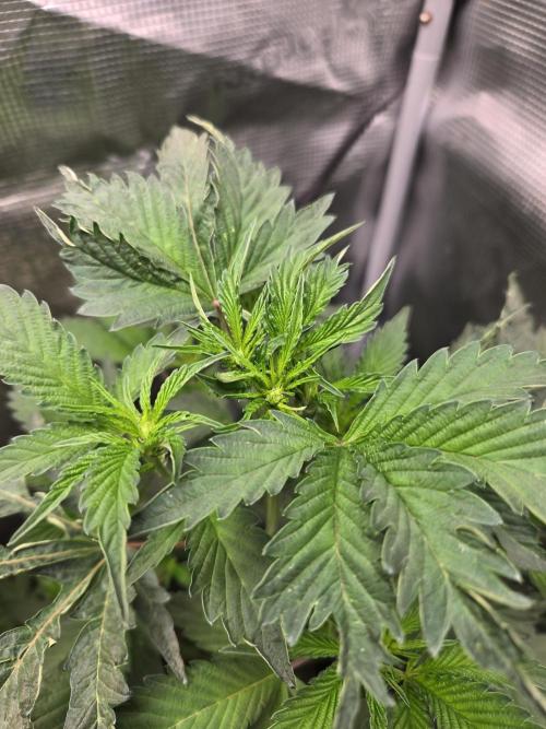 King Cartier clone. Week 8