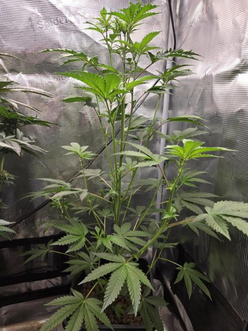 King Cartier clone. Week 8