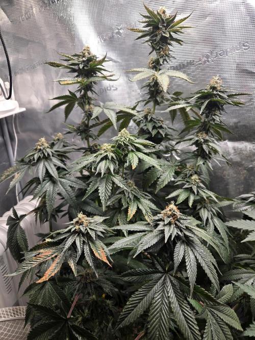 King Cartier. Week 18