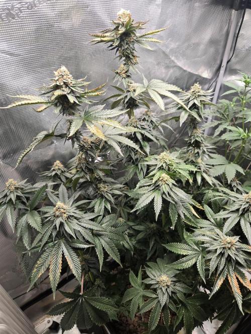 King Cartier. Week 18