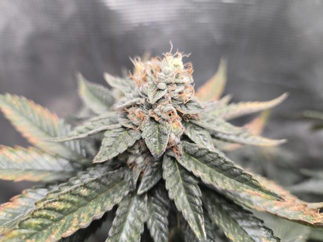 King Cartier. Week 18