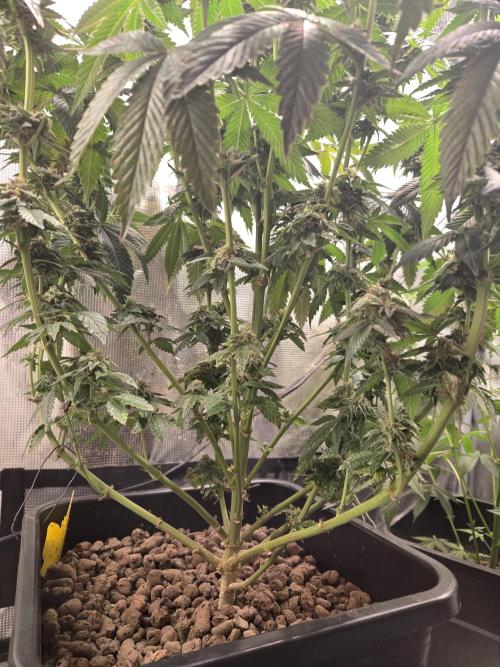 King Cartier. Week 18