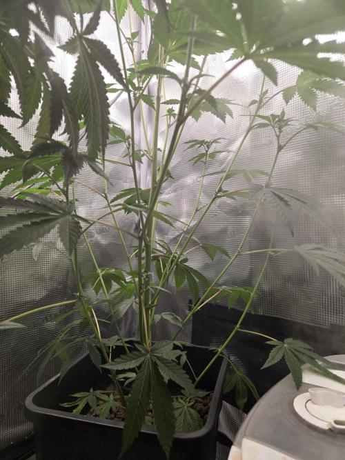 King Cartier clone. Week 9