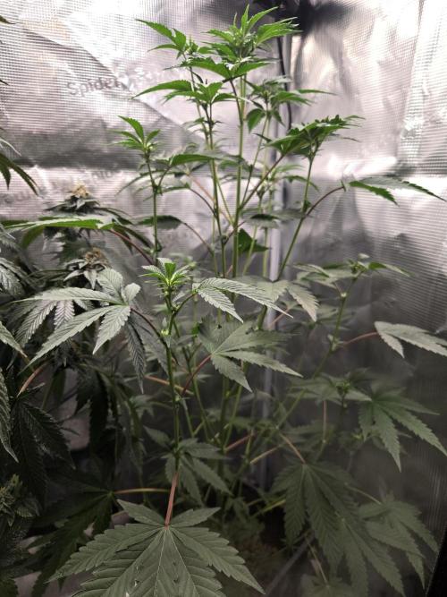 King Cartier clone. Week 9