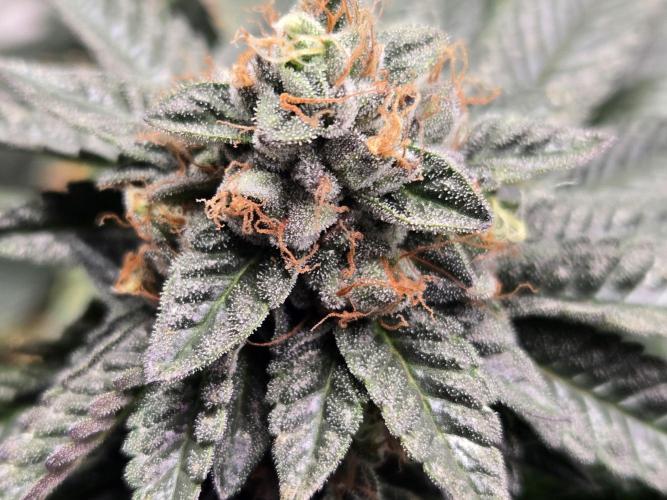 King Cartier. Week 18