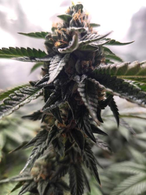 King Cartier. Week 18