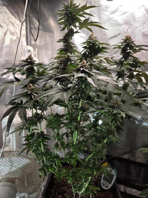 King Cartier. Week 19