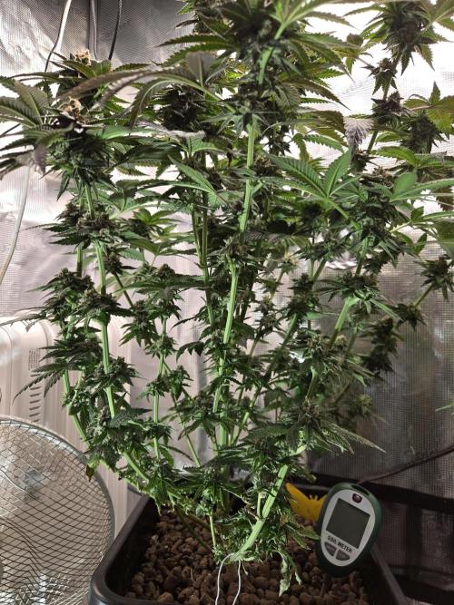 King Cartier. Week 19