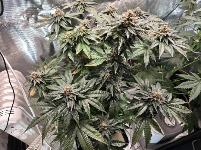 King Cartier. Week 19