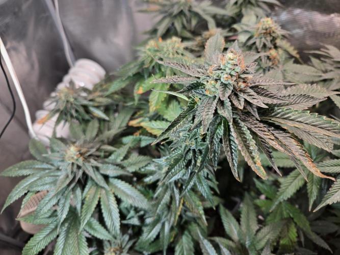 King Cartier. Week 19