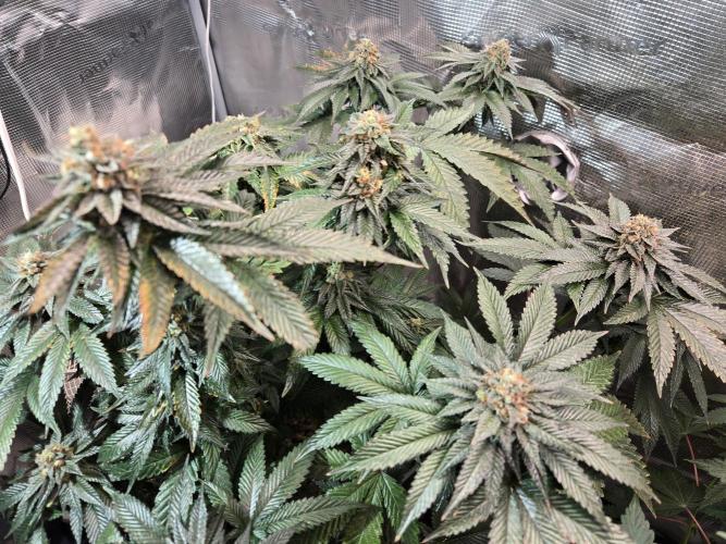 King Cartier. Week 19