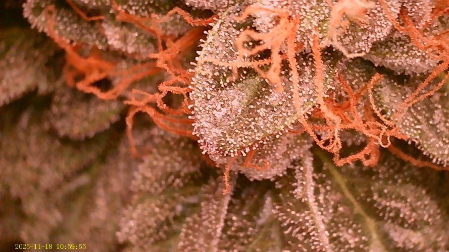 King Cartier. Week 19