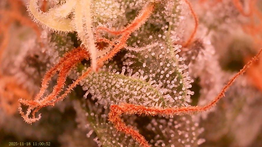 King Cartier. Week 19