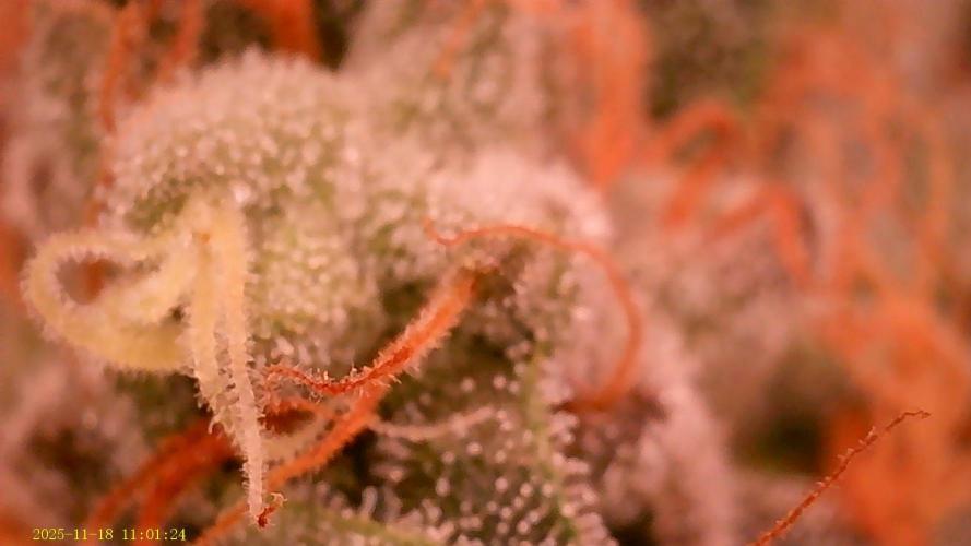 King Cartier. Week 19