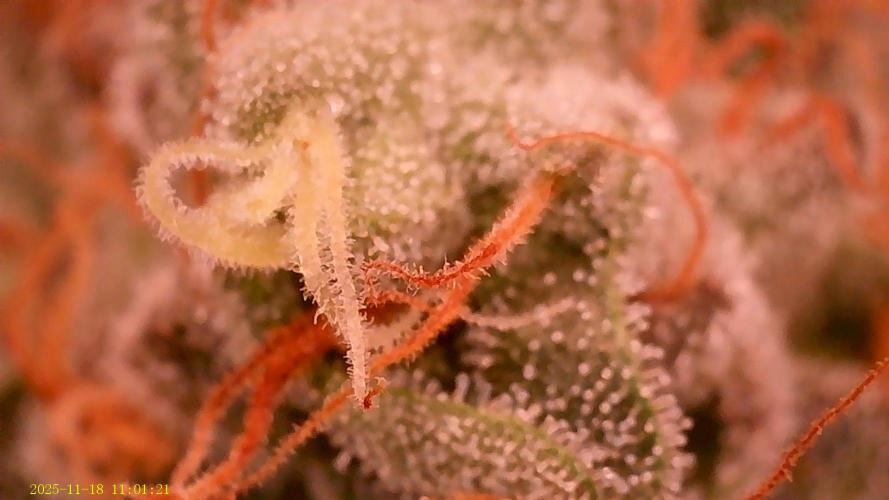 King Cartier. Week 19