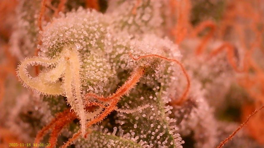 King Cartier. Week 19