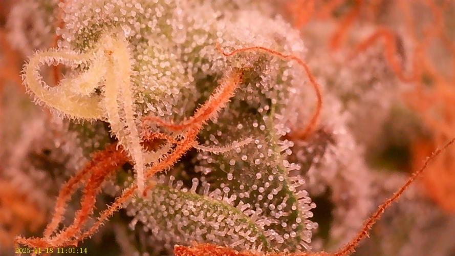 King Cartier. Week 19