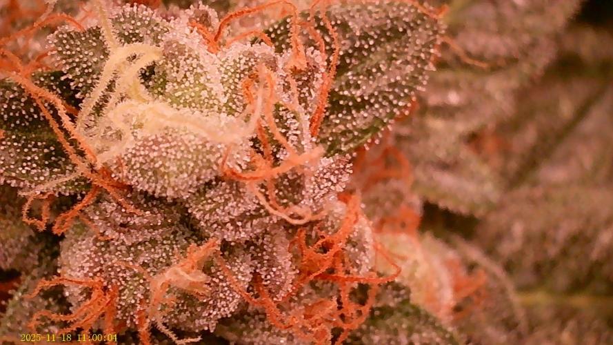 King Cartier. Week 19