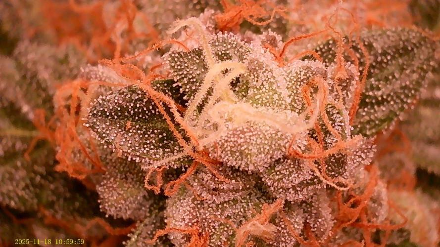 King Cartier. Week 19