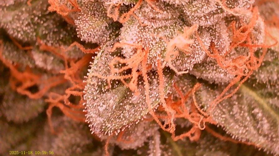 King Cartier. Week 19