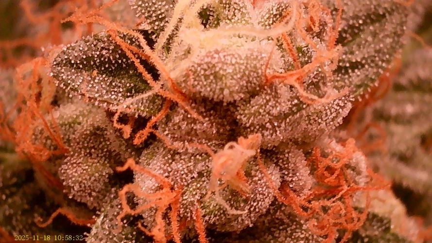 King Cartier. Week 19