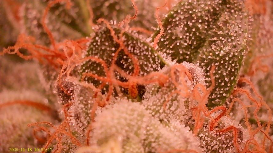 King Cartier. Week 19