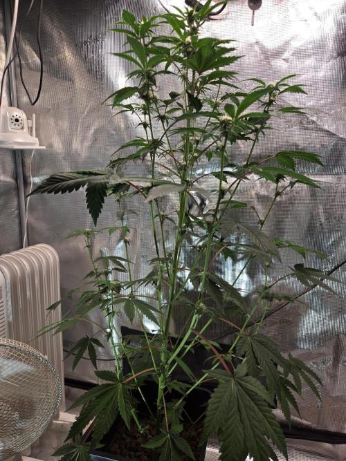 King Cartier clone. Week 10