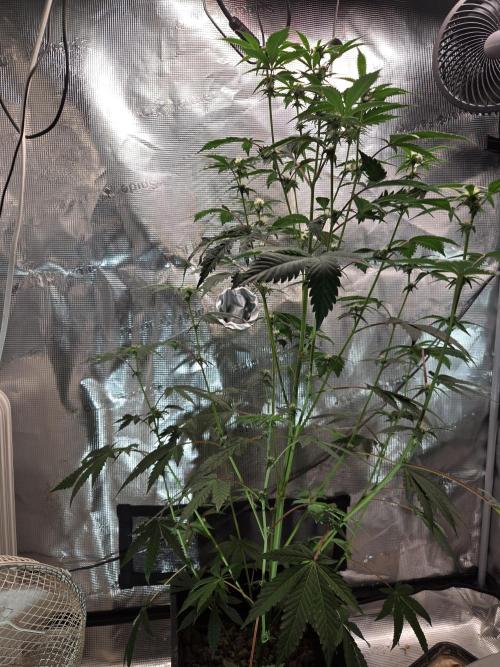 King Cartier clone. Week 10