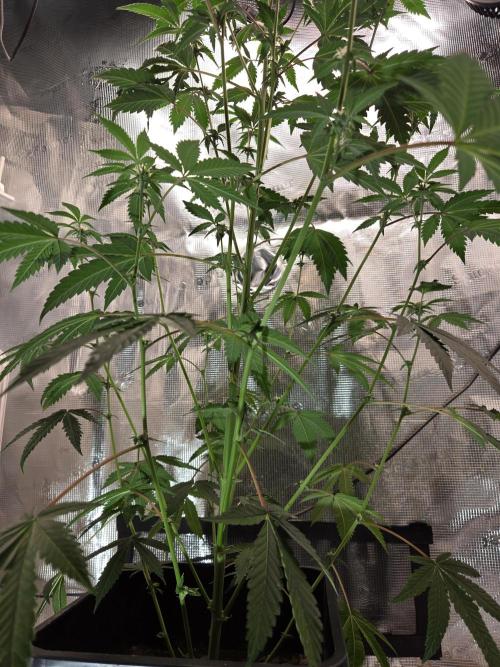 King Cartier clone. Week 10