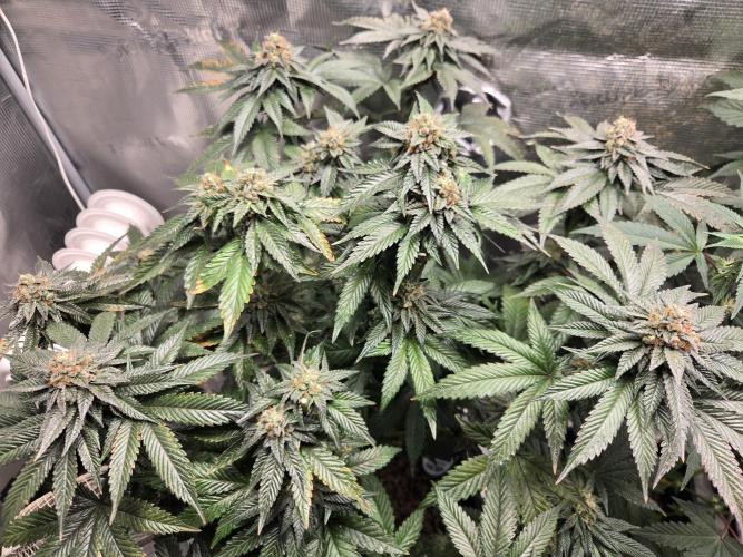 King Cartier. Week 20