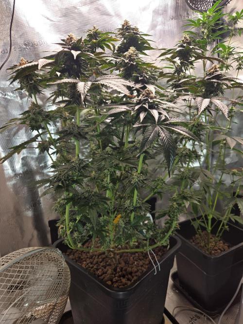 King Cartier. Week 20