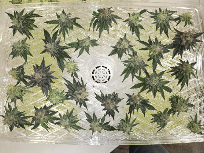 King Cartier. Week 20