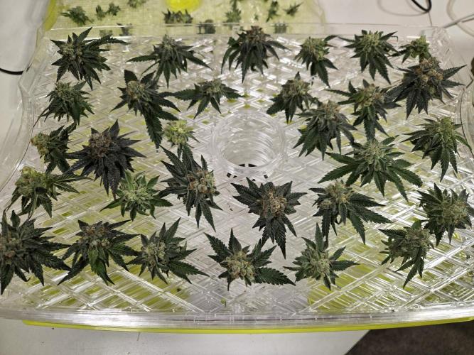 King Cartier. Week 20