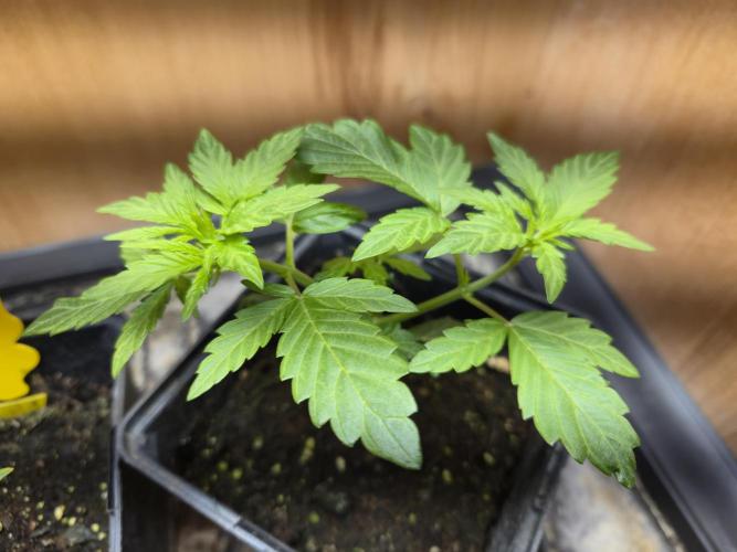 Auto Think Different. Week 1