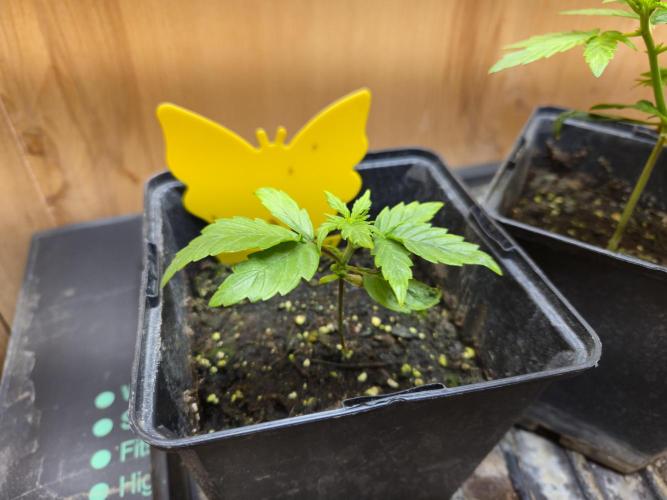 Auto Think Different. Week 1