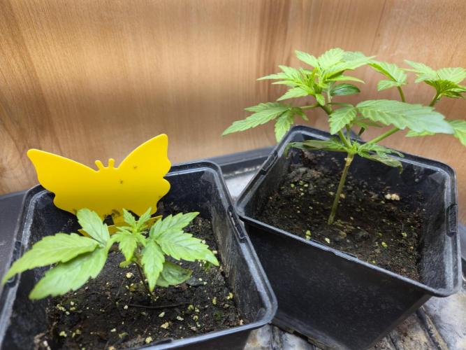 Auto Think Different. Week 1