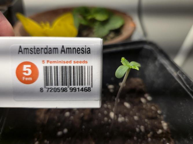 Amsterdam Amnesia Fem. Week 0