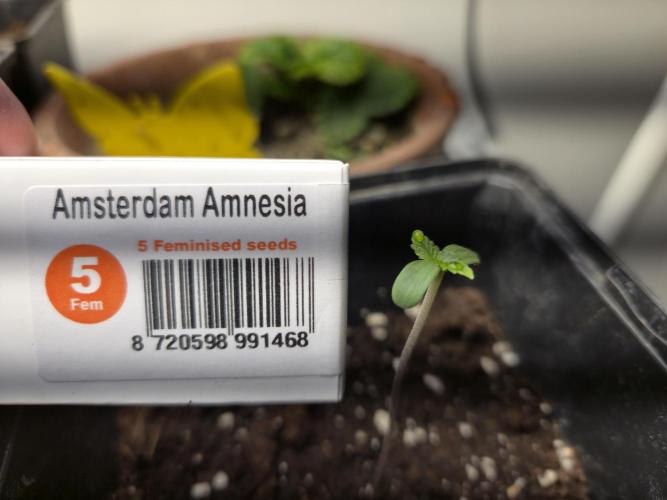 Amsterdam Amnesia Fem. Week 0
