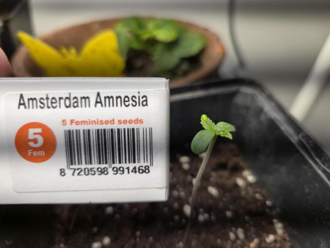 Amsterdam Amnesia Fem. Week 0
