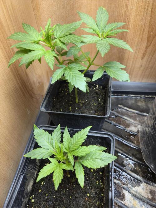 Auto Think Different. Week 2