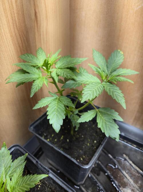 Auto Think Different. Week 2