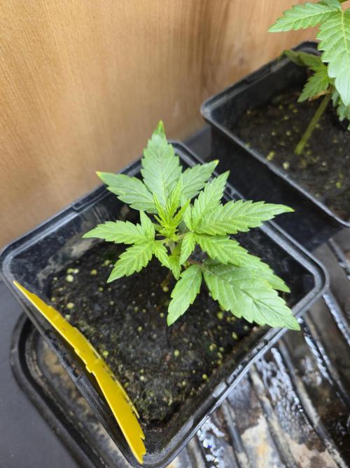 Auto Think Different. Week 2